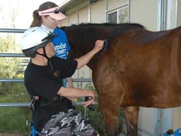 volunteer and student grooming horse